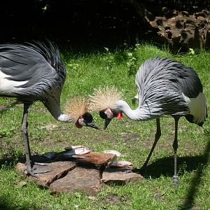 Grey-crowned cranes eating a fish