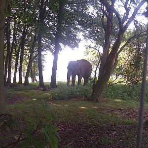 Asian Elephant in Whipsnades woods.