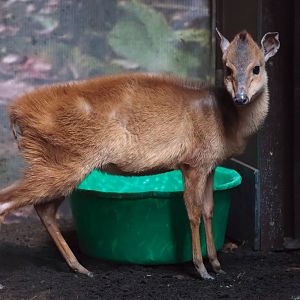 Red Forest Duiker - 28/06/2010