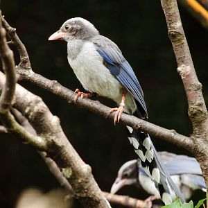 Fledgling Red-billed Blue Magpie - 28/06/2010