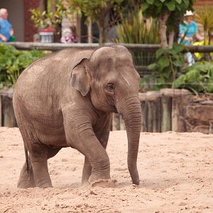 Asian Elephants and Paddock - 28/06/2010
