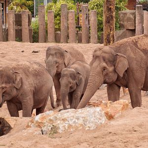 Asian Elephants and Paddock - 28/06/2010
