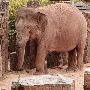 Fully-Leucistic (Wild) Jackdaw and Asian Elephant - 28/06/2010