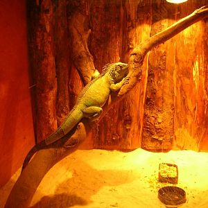 Green Iguana at Woodview Land of Little Animals, Omagh.