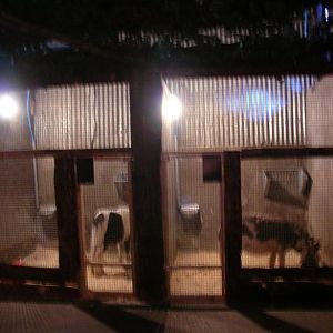 Exhibits for Donkey and Pony, Land of Little Animals, Omagh.