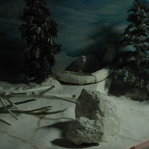 World of Darkness - Snowy Owls
