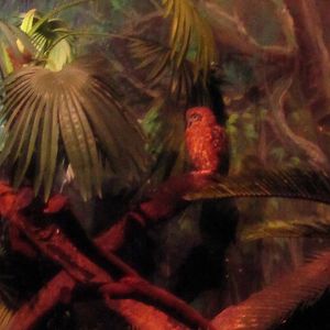 World of Darkness - Boobook Owl