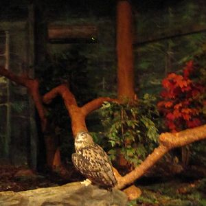 World of Darkness - Eurasian Eagle Owl
