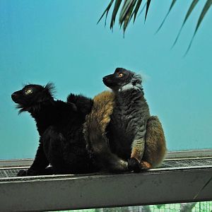 New black lemurs 28.06.10.