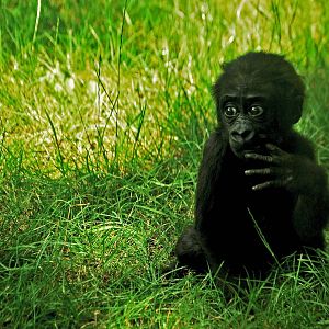 Baby gorilla 28.06.10.