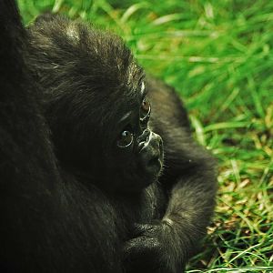 Baby gorilla 28.06.10.