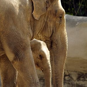 Mogli and Shila at Hagenbeck