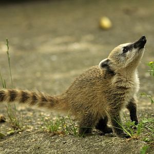 Young coati at Hagenbeck