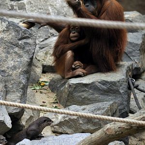 Orang and otter at Hagenbeck