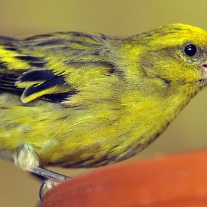 Cape canary at Hagenbeck