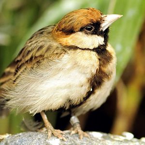 Chestnut-backed sparrow-lark at Hagenbeck