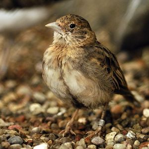Chestnut-backed sparrow-lark at Hagenbeck