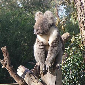 Koala - June, 2010