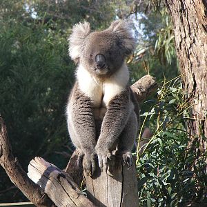 Koala - June, 2010