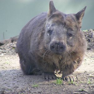 Southern Hairy-nosed Wombat - June 2010