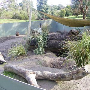 Southern Hairy-nosed Wombat Enclosure - June 2010
