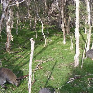 Wallabies - June, 2010