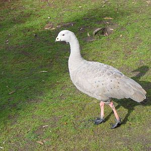Cape Barren Goose - June, 2010