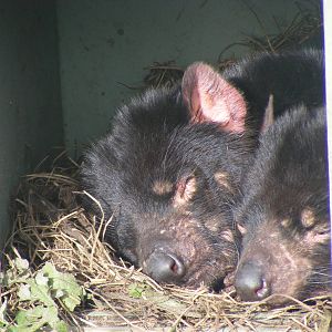 Tasmanian Devils - June, 2010