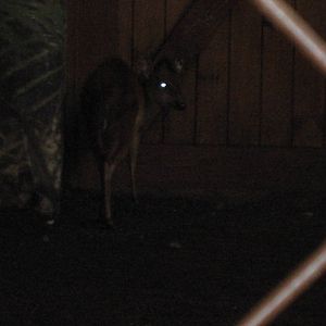 Very bad pic of Red Duiker in Secret World of the Okapi