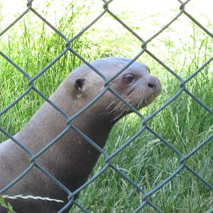 Giant Otter, Xingu (m) 30.6.10