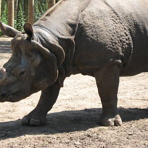 Babuu, Indian Rhino
