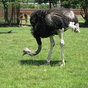 Ostrich