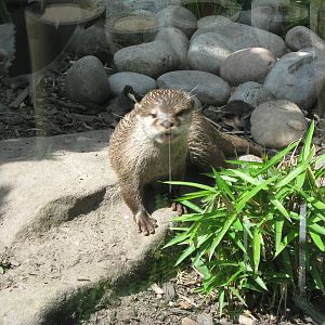 Asian Short Clawed Otter