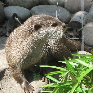 Asian Short Clawed Otter