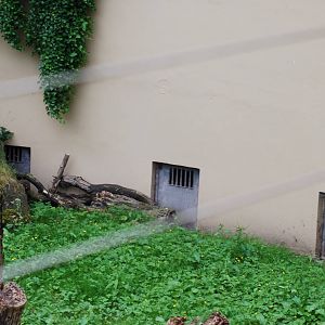 ORIGINAL NIGHT ENCLOSURES FOR THE LIONS