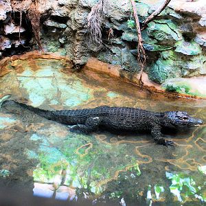 Dwarf Crocodile