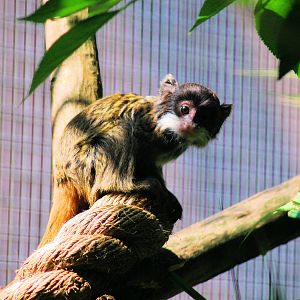 Young Emperor Tamerin