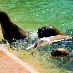 Intruder at Feeding Time