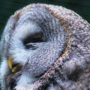 Grey Owl