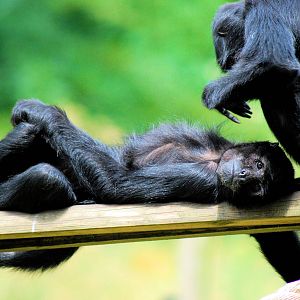 Columbian Black Spider Monkey