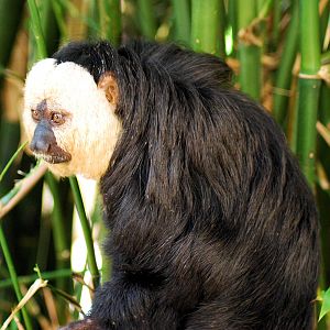 Saki White Faced Monkey