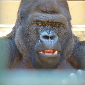 Kifu the Silverback