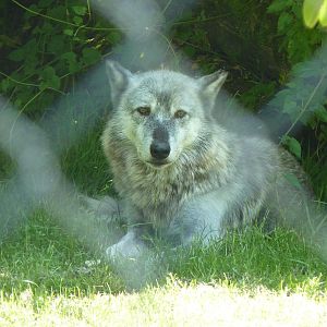 Canadian Timber Wolf