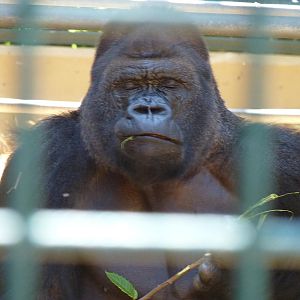 Kifus a bit of a dreamer