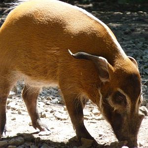 Red River Hog