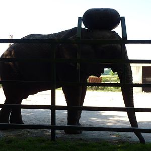 Jums the African Elephant