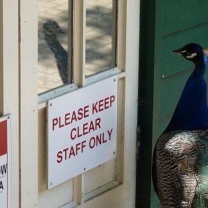 Peacock who isnt a Member of Staff
