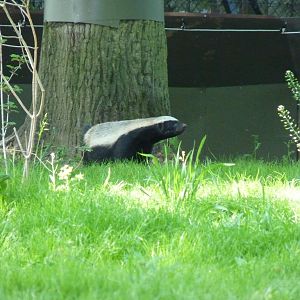 Tyson the Honey Badger