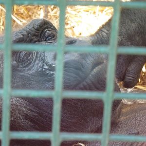 Baby Doll (?) the Gorilla