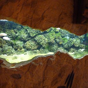 Blind Cave Fish Tank